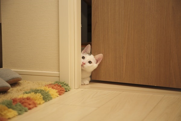 Cute kitten opening the door